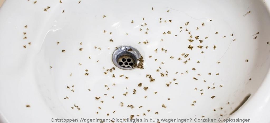 Rioolvliegjes in huis Wageningen? Oorzaken & oplossingen